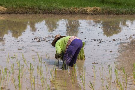 farmer transplant in the paddy fieldの写真素材
