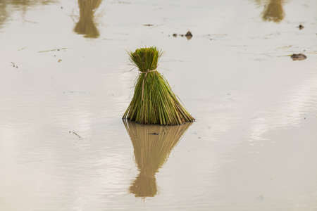 rice seedlings in paddy fieldの写真素材