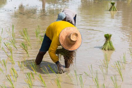 farmer transplant in the paddy fieldの写真素材