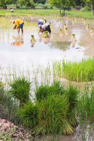 farmer transplant in the paddy fieldの写真素材