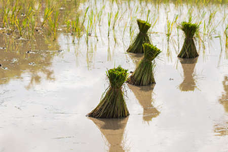 rice seedlings in paddy fieldの写真素材