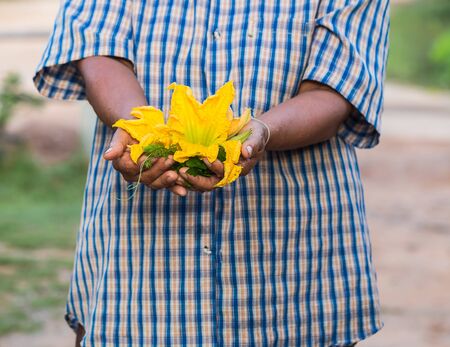zucchini flowers in handの写真素材
