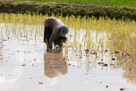 farmer transplant in the paddy fieldの写真素材