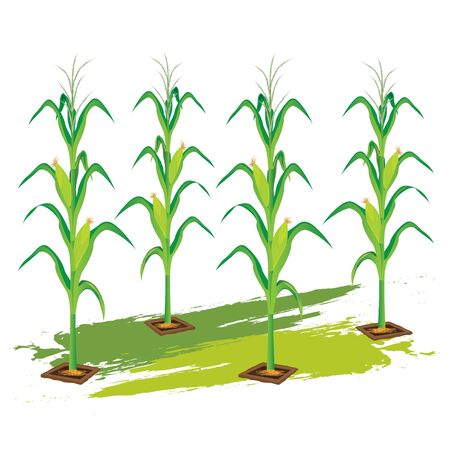 corn plant vector designのイラスト素材
