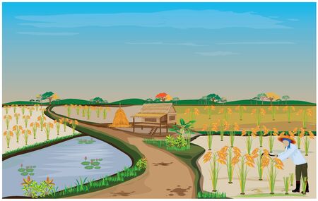 farmer harvest rice vector designのイラスト素材