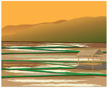 paddy field vector designのイラスト素材