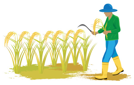 farmer harvest rice vector designのイラスト素材