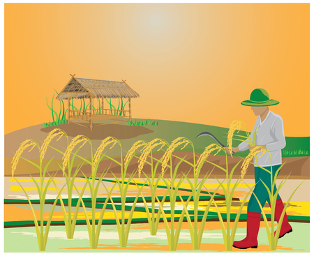 farmer harvest rice vector designのイラスト素材
