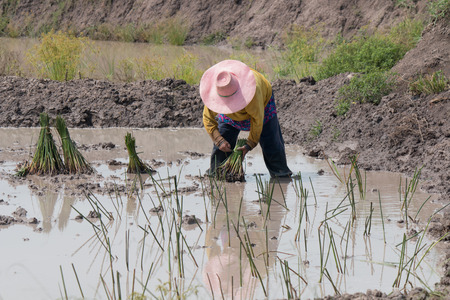 agriculturist transplant papyrusの写真素材