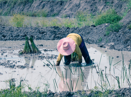agriculturist transplant papyrusの写真素材
