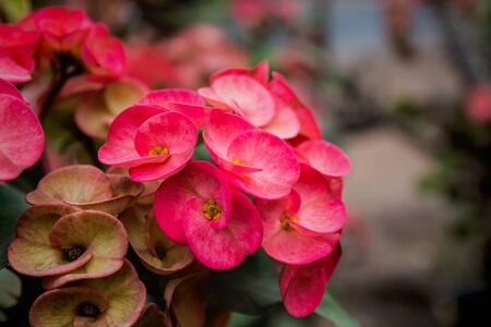 Euphorbia miilii flowerの写真素材