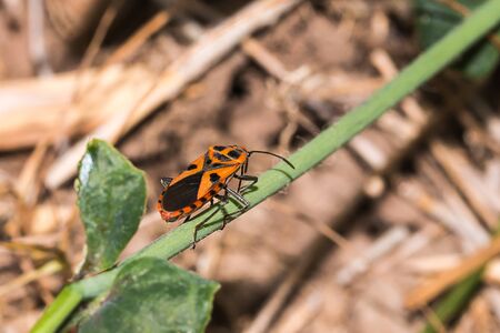 little insect on branch