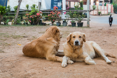 the dogの写真素材