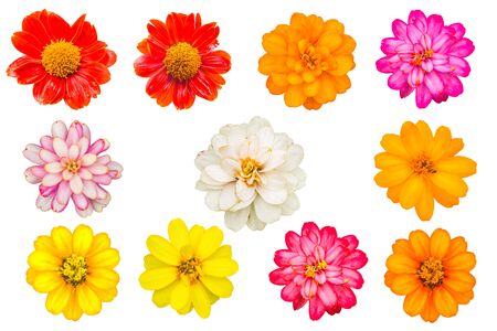 beautiful flower on white backgroundの写真素材