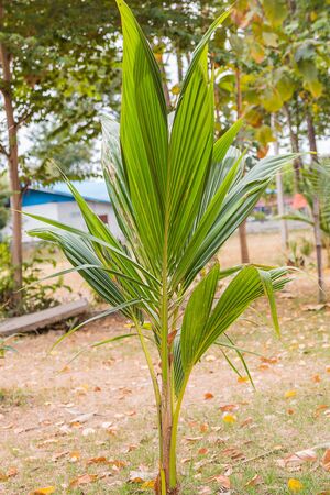 small coconut treeの写真素材