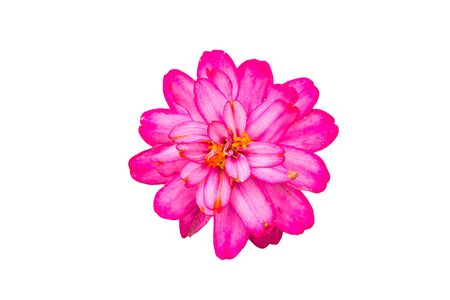 beautiful flower on white backgroundの写真素材