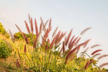 grass flowerの写真素材