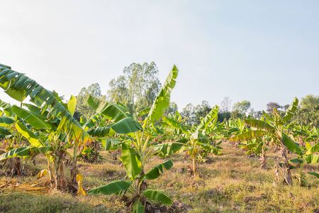 banana plant in gardenの写真素材