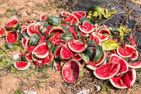 watermelon rind in gardenの写真素材