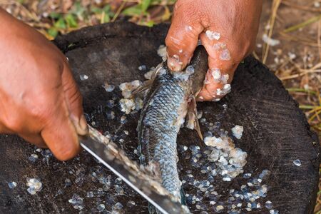 remove fish scale by knifeの写真素材