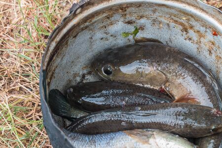 striped snakehead fish