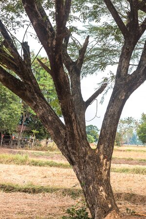 tree at countryside