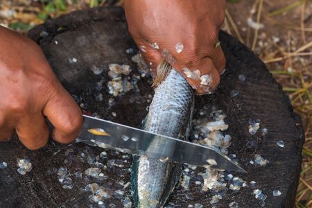 remove fish scale by knifeの写真素材