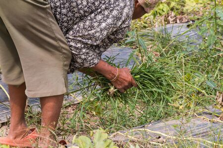 agriculturist pull grass from vegetable gardenの写真素材