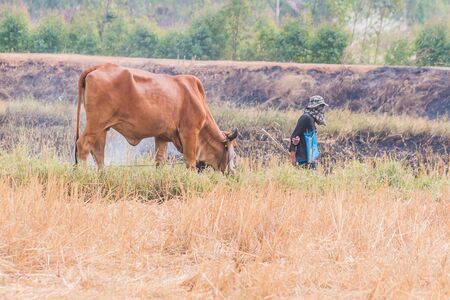 cow in fieldの写真素材