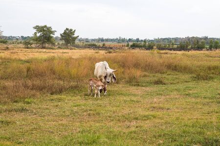 white cow in fieldの写真素材
