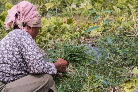 agriculturist pull grass from vegetable gardenの写真素材