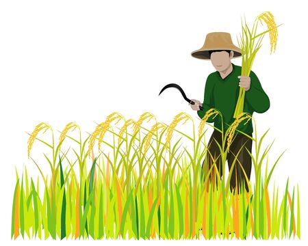 Farmer harvest rice vector design.のイラスト素材