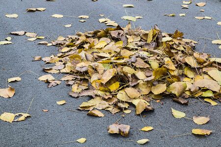 many leaf on floorの写真素材