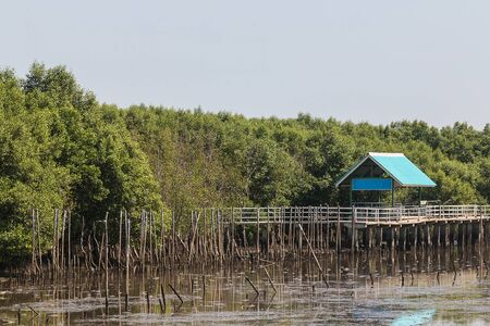 pavilion in mangrove forestの写真素材