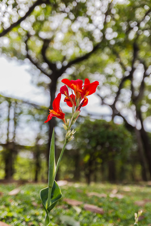 flower in gardenの写真素材