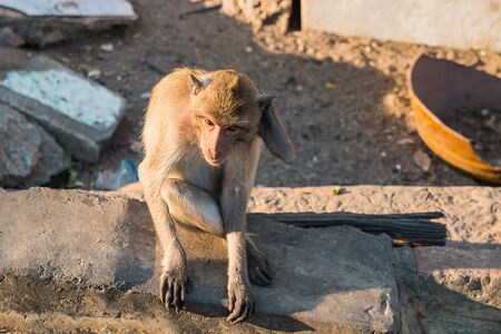 the monkey with soft sunlight