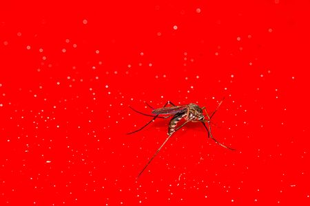 small mosquitoの写真素材