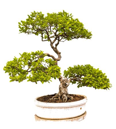 green tree on white backgroundの写真素材