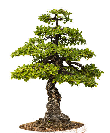 green tree on white backgroundの写真素材