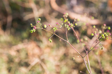 small flower in natureの写真素材