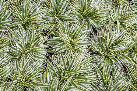 Cholorophytum comosum plantの写真素材