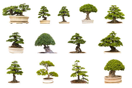 green tree on white backgroundの写真素材