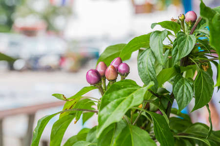 purple chilliの写真素材