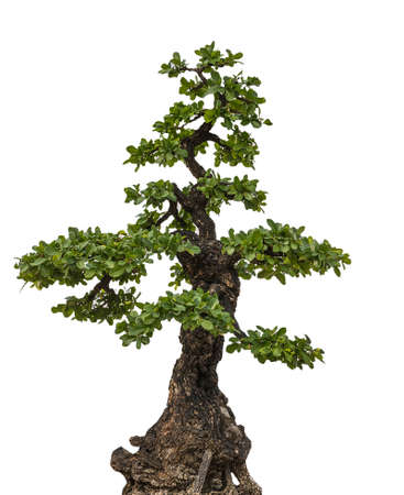 green tree on white backgroundの写真素材