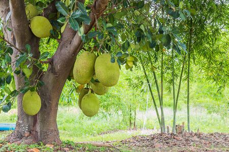 fresh jackfruit on tree in bamboo garden
