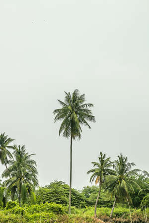 fresh coconut on treeの写真素材
