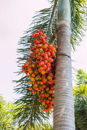 betel palm on treeの写真素材