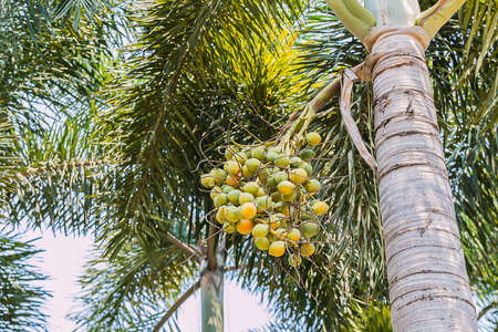 betel palm on tree