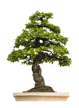 green tree on white backgroundの写真素材