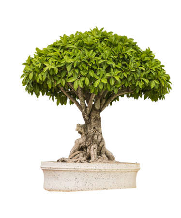 green tree on white backgroundの写真素材